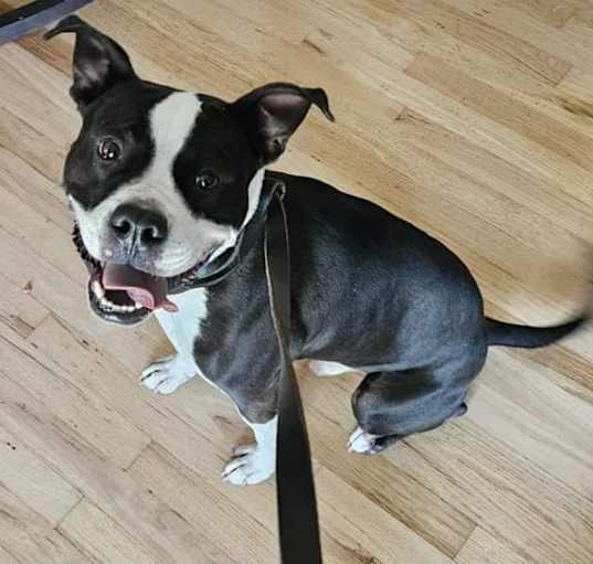 Photo of Chester