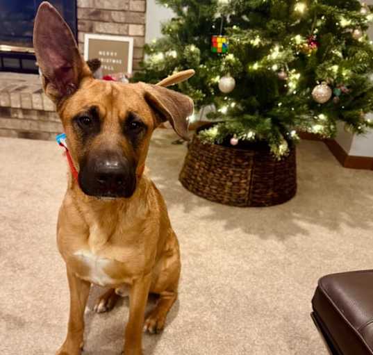 Photo of Tyson (Ty)