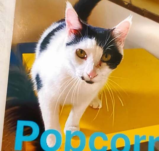 Photo of Popcorn