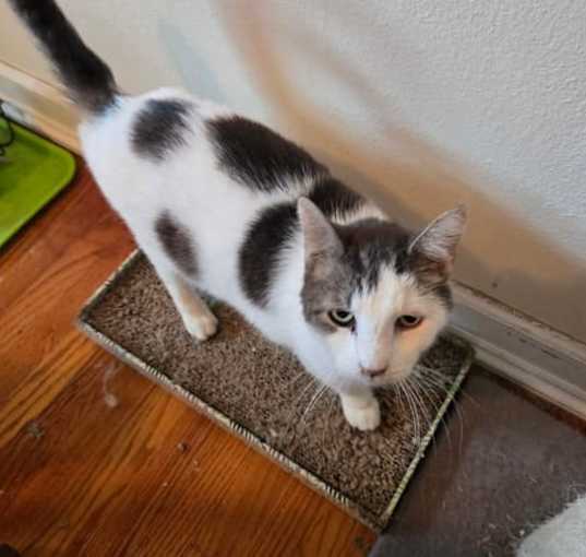 Photo of Spots