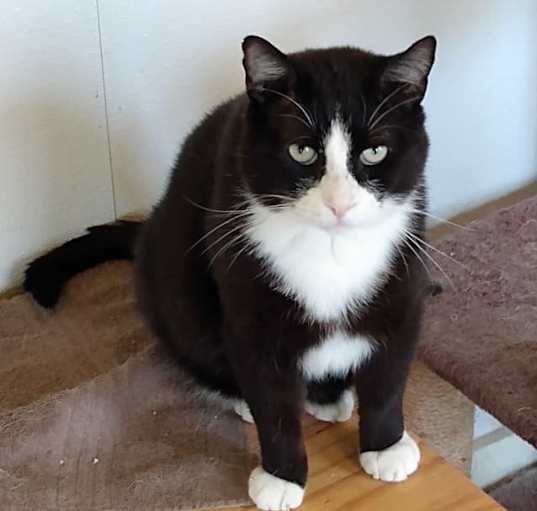 Photo of Sylvester