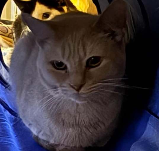 Photo of Bandy