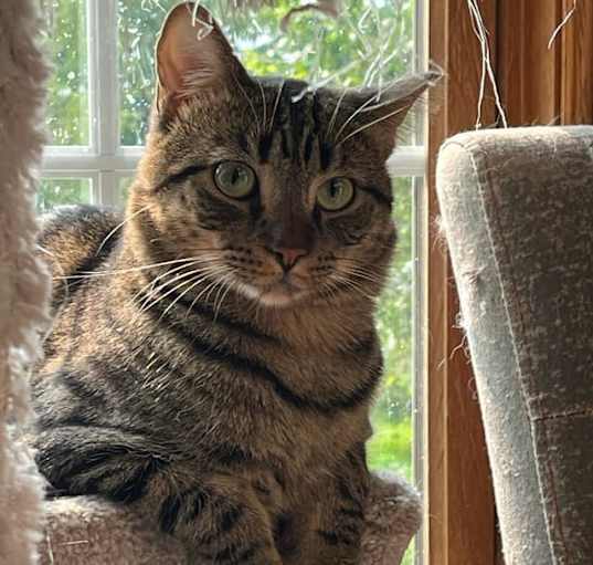 Photo of Golden