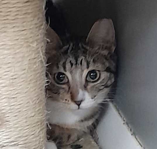 Photo of Pebbles