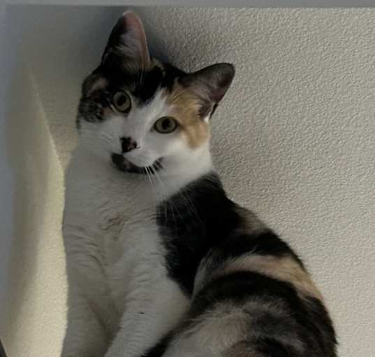 Photo of Lola