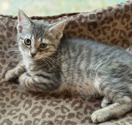 Photo of Quasar