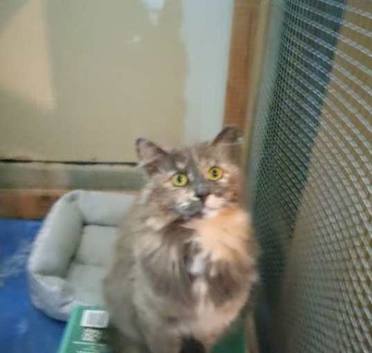 Photo of Misty