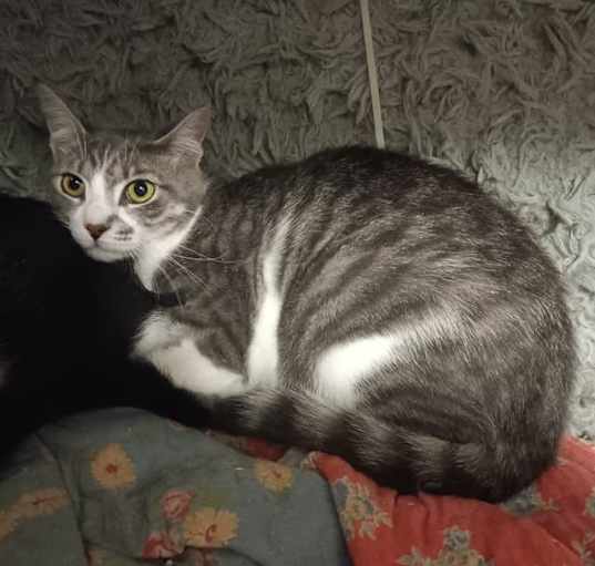 Photo of Flint
