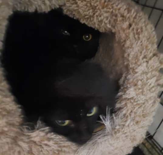 Photo of Toothless