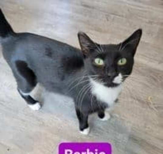 Photo of Barbie