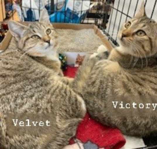 Photo of Victory