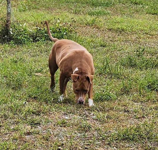 Photo of Ruby