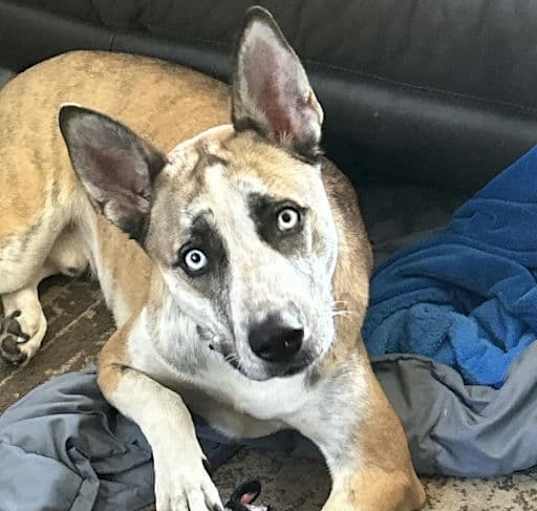 Photo of Koda