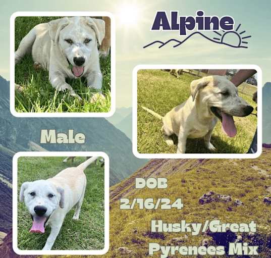 Photo of Alpine