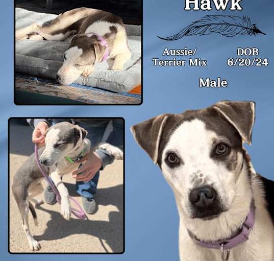 Photo of Hawk