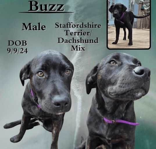 Photo of Buzz