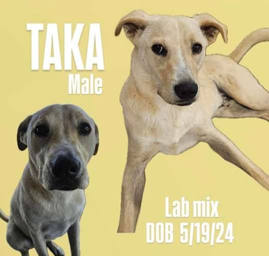 Photo of Taka