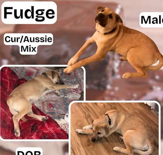 Photo of Fudge