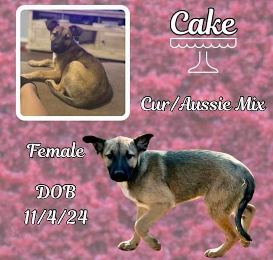 Photo of Cake