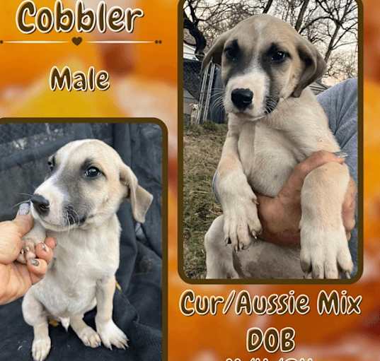 Photo of Cobbler
