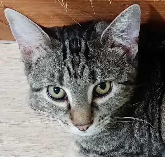 Photo of Daisy (Hunter)