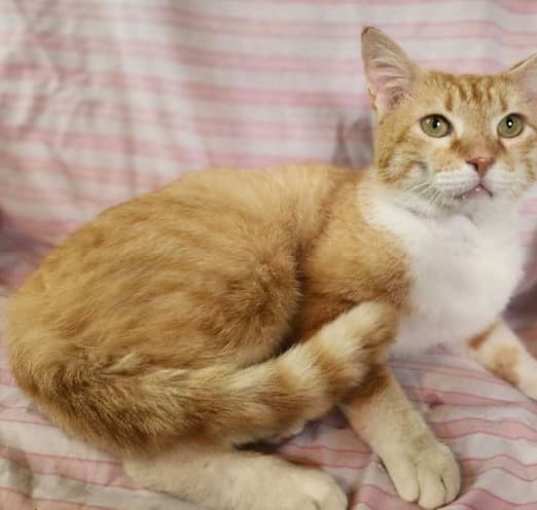 Photo of Scooter
