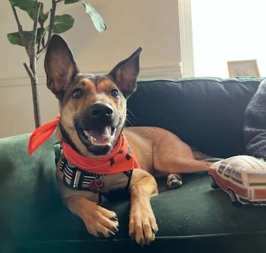Photo of Absolute Joy