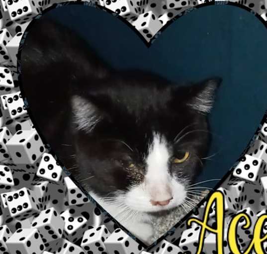 Photo of Ace
