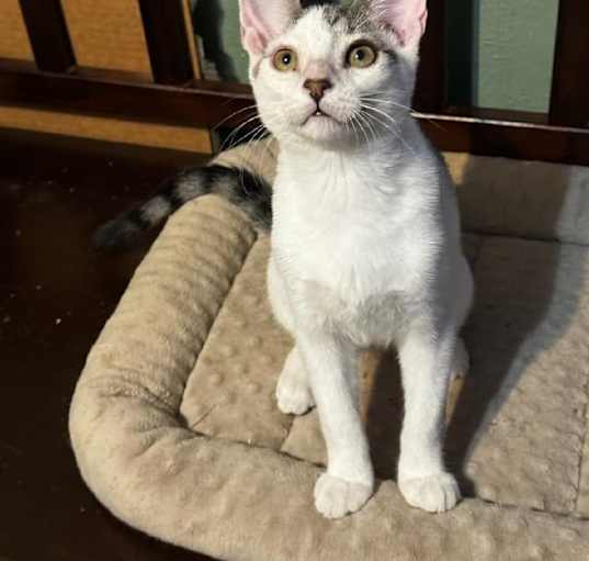 Photo of Sprinkles