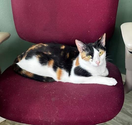 Photo of Spice
