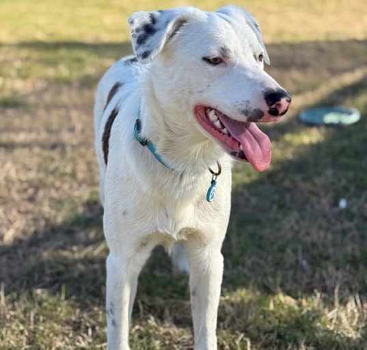 Photo of Tango