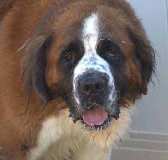 Photo of Sully