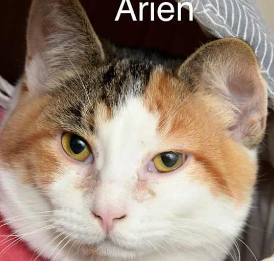 Photo of Arien