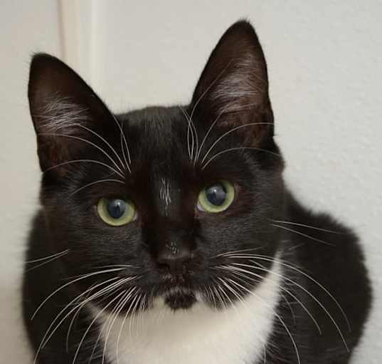 Photo of Akasha