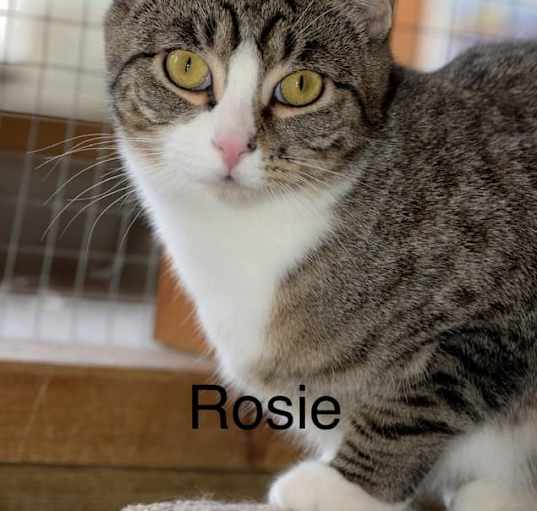 Photo of Rosie