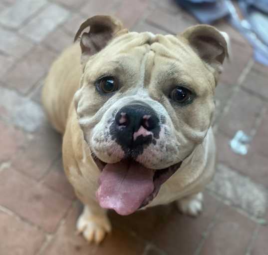 Photo of Mochi