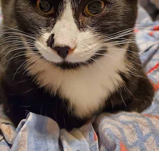 Photo of Spooky (Xander)