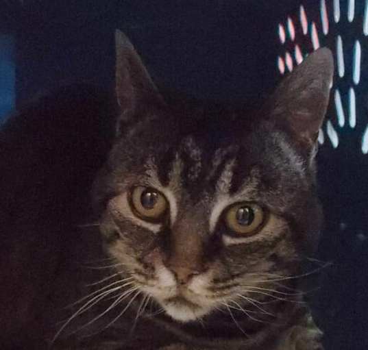 Photo of Luna