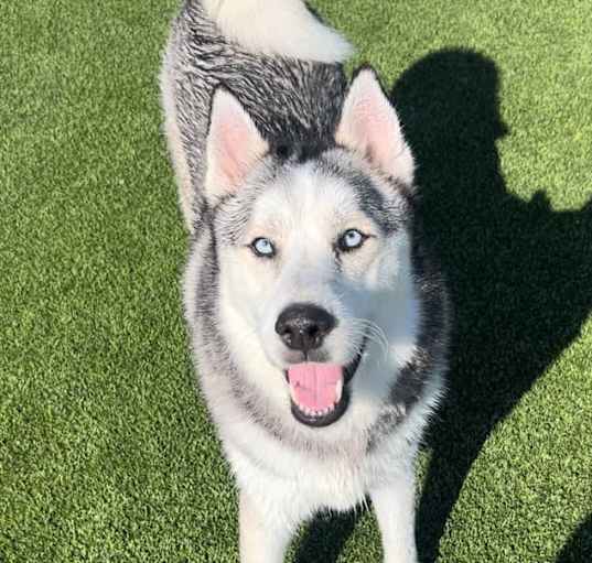 Photo of Yukon