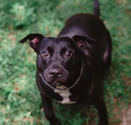 Photo of Dobby
