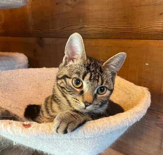 Photo of Stewie