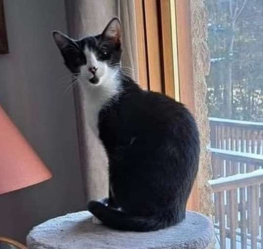 Photo of Bobby Sox