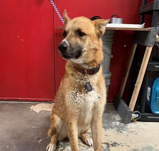 Photo of Rufus