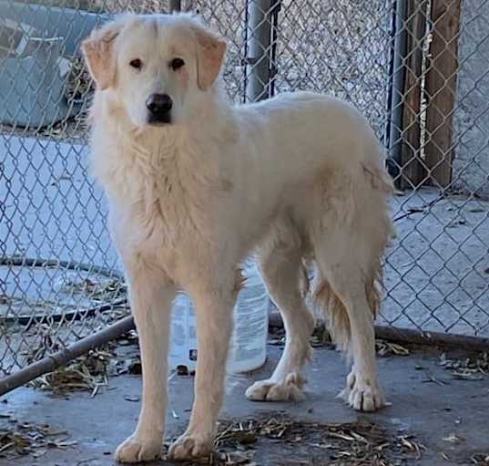Photo of Sherman (Teddy)