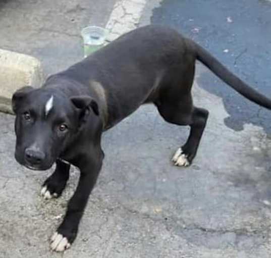 Photo of Rex