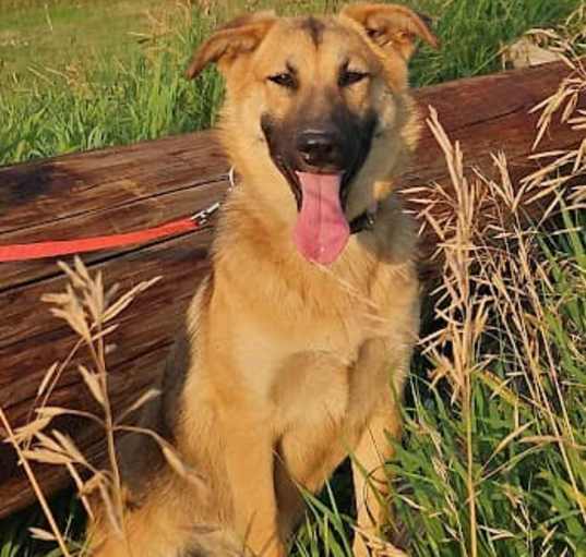 Photo of Stella