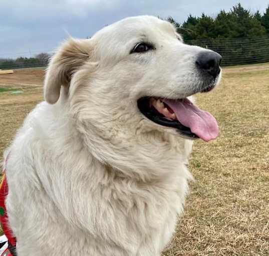 Photo of Koda Leigh DFW
