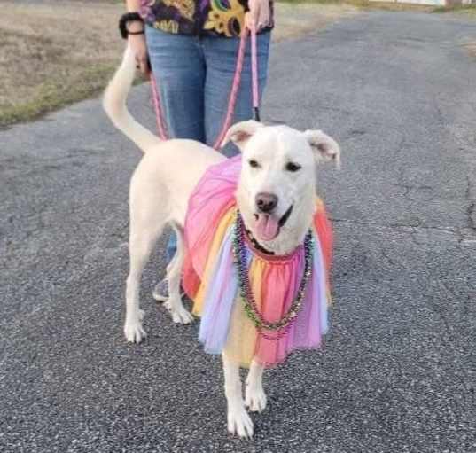 Photo of Princess Peach DFW