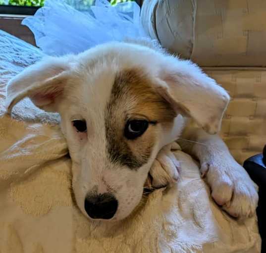 Photo of Yogi Bear of the Yogi Bear litter HTX