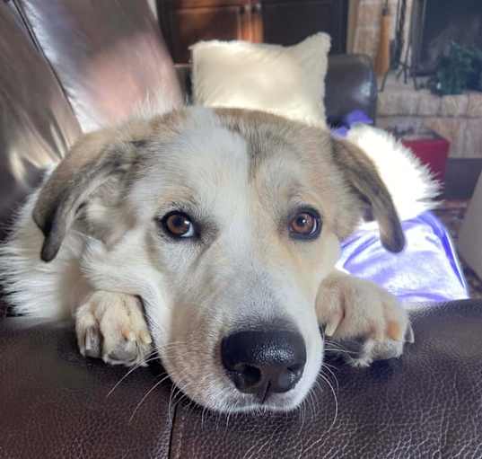 Photo of Champ ATX